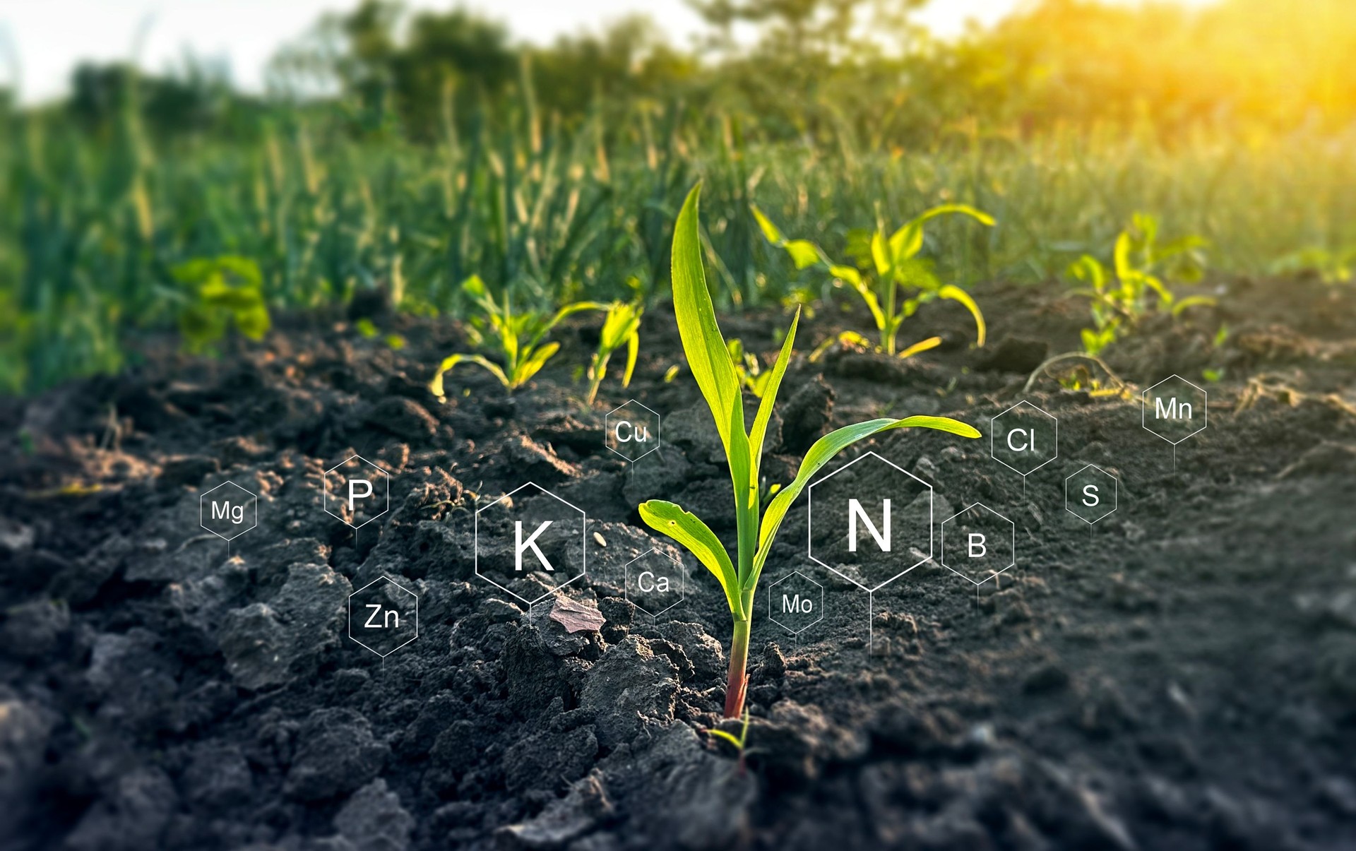 Biologic education in plant development. Role of mineral nutrients in plant life for development and growth.Factors necessary for the process of plant growth and development.Plant life cycle.
